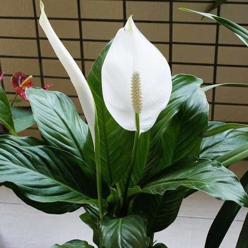 卧室里养这几种花卉植物,提高睡眠质量!