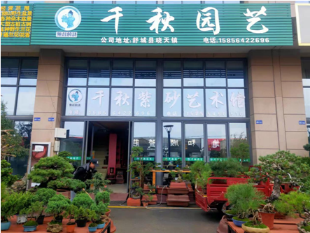 入驻花木城10年让盆景园艺焕发新生机