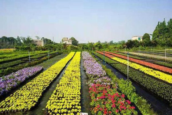 成都温江花木产业姹紫嫣红高质量发展蹄疾步稳