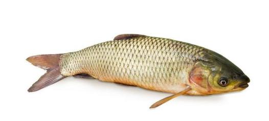 草鱼一龄鱼种高产养殖技术