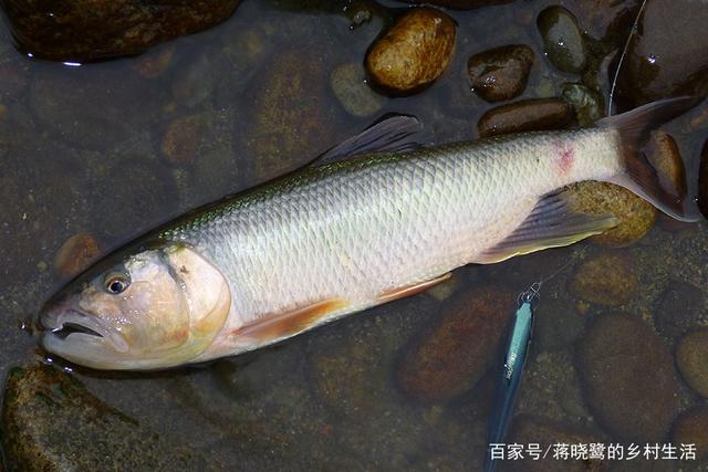 养殖青鱼要注意什么饵料配比要科学投喂管理同样要合理