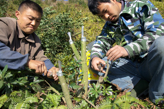杨梅树的嫁接方法