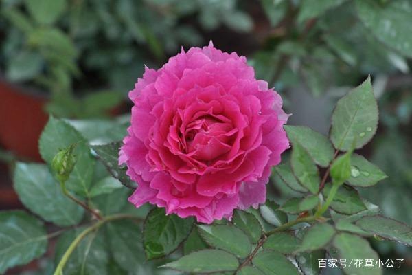 微型月季天方夜谭,大花漂亮,花香浓郁