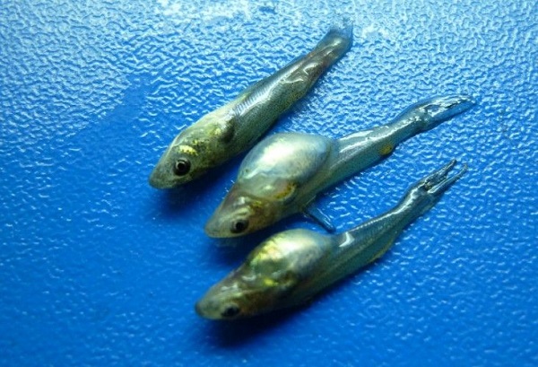 夏季高温期 鱼苗得了气泡病应该怎么办?