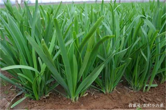 蔬菜大棚种韭菜,早春收割有讲究,掌握三个注意事项