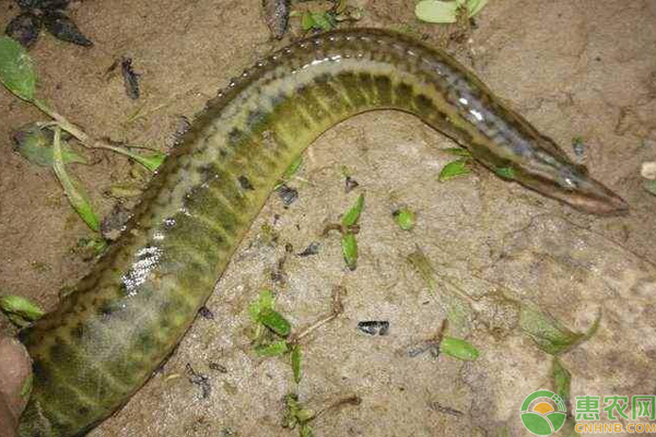 现在部分地区已经发展了人工养殖,下面一起来了解中华棘鳅养殖方法