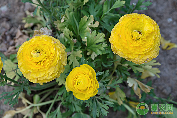 陆莲花的养殖方法及管理要点