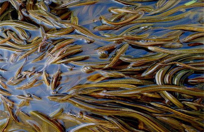 黄鳝养殖的几个常见误区