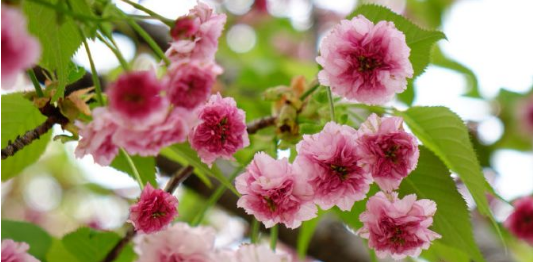 花瓣多的樱花品种兼六园菊樱