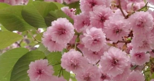 花瓣多的樱花品种兼六园菊樱