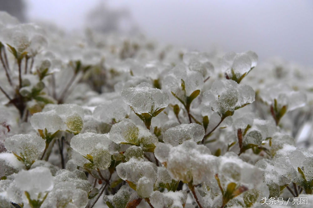 湖南迎2018年第一场雪,武陵源风景区变成冰雪王国