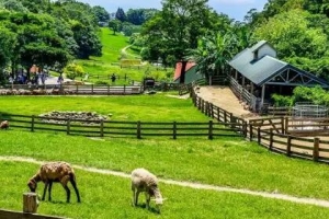 台湾最成功休闲农场之四——飞牛牧场