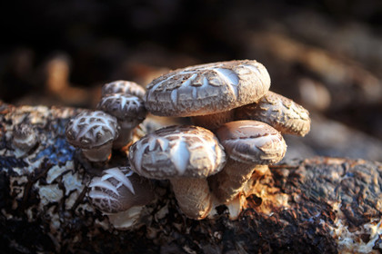 "文登花香菇"成功注册地理标志商标