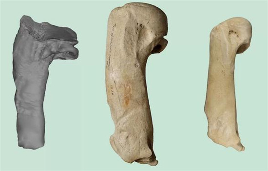 远古巨型企鹅化石被发现,身高可达一米八!