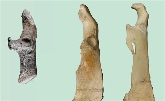 远古巨型企鹅化石被发现,身高可达一米八!