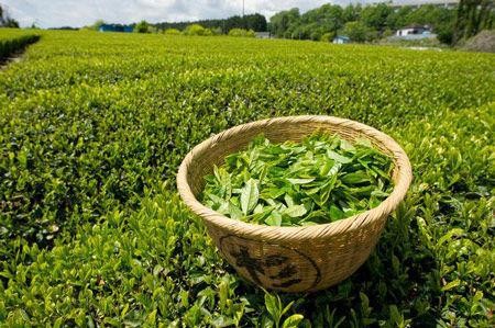 湖南省岳陽市云南綠茶銷售，提神清心，清熱解暑