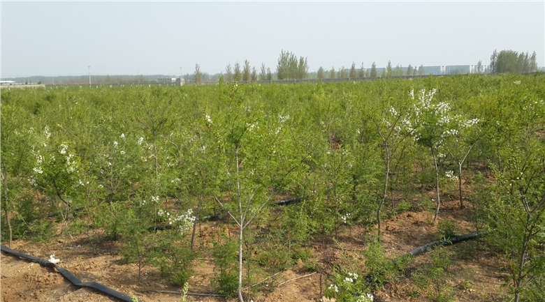 文冠果苗批发,一年生文冠果苗