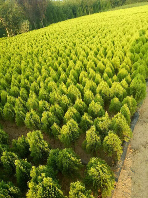 河南洒金柏_河南开元园林生态实业有限公司