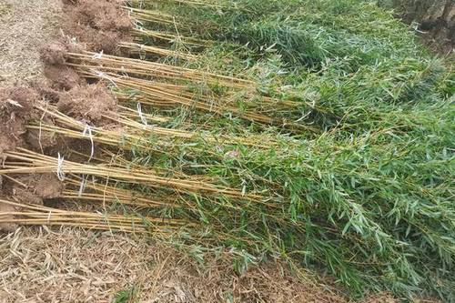 三明市竹苗栽培，現挖現賣，根系發達