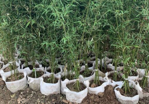 三明竹苗繁育基地，現挖現賣，根系發達