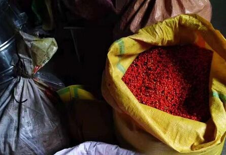 三明地區草珊瑚籽銷售批發，明地優良品種，區草放心選擇