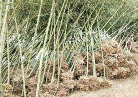 三明竹苗栽培，品種豐富，價格合理
