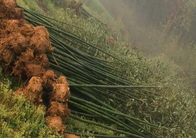 永安綠化竹種竹苗供應，滿足客戶的不同需求