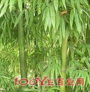 三明市橄榄竹竹苗供應商，長年供應優質橄榄竹
