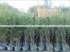 苗批發價格品種繁多的竹類