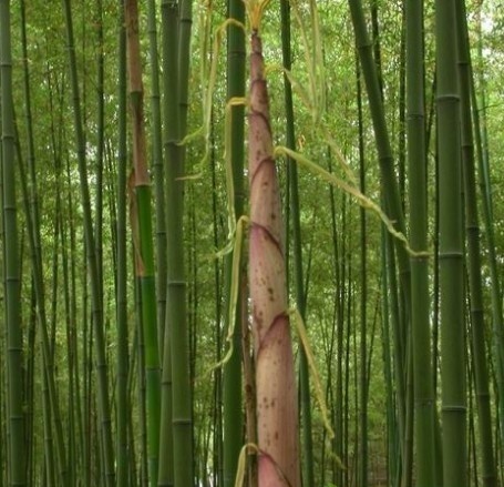 0830_假植球土红哺鸡竹苗_三明市永安市竹苗草珊瑚苗基地_百业网