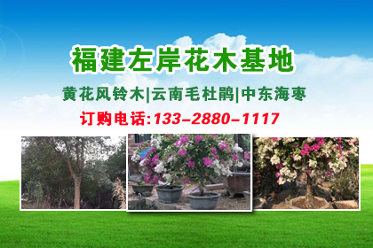 荷包牡丹的花语是什么?荷包牡丹的种植方法