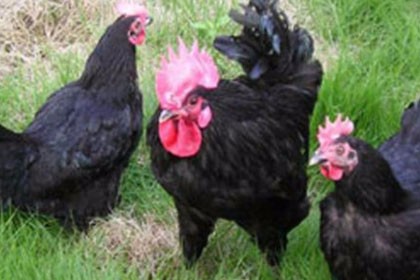 新疆五家渠黑雞苗批發價格，成本低廉，歡迎咨詢