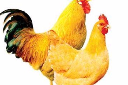 新疆庫爾勒九斤黃雞苗批發，誠信經營，服務好