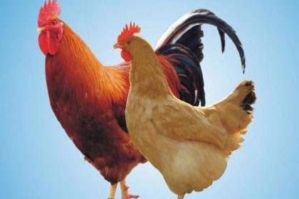 内江市黑雞苗養殖場，成活率高， 價格合理