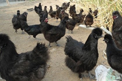 四川土雞苗出售，四川億鑫和家禽育種