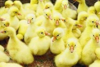 吐魯番出售三黃雞苗，生長速度快，抗病能力強