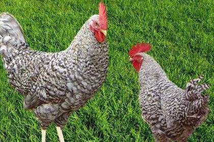 博爾塔拉蘆花雞苗養殖場批發，歡迎來場實地考察訂購