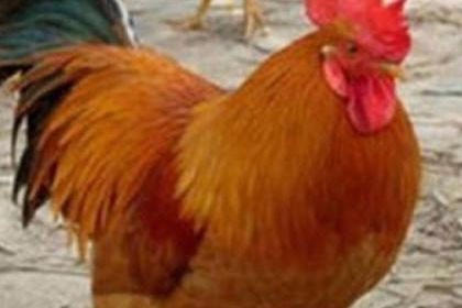 阿勒泰九斤黃雞苗養殖場批發，服務一條龍，真誠一顆心