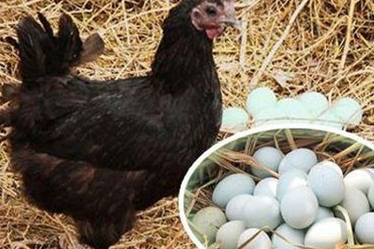 貴州九斤紅雞苗批發，四川億鑫和家禽育種