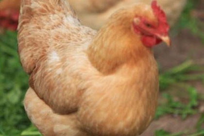 阿壩九斤黃雞苗養殖場，成活率高， 價格合理