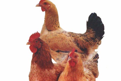 甘孜九斤黃雞苗養殖場，歡迎來場實地考察訂購