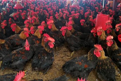 山西九斤紅雞苗養殖，誠信經營，放心選擇
