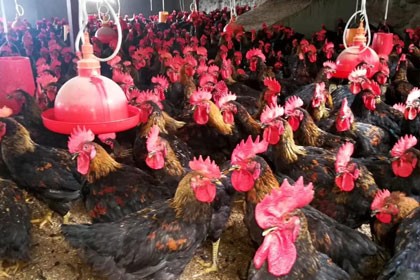 廣安九斤紅雞苗供應，營養價值高，獲得消費者歡迎