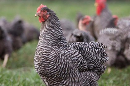 新疆阿拉爾九斤黃雞苗批發，深受廣大養殖朋友的好評
