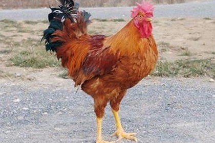 新疆喀什黑雞苗養殖場批發，歡迎來電咨詢
