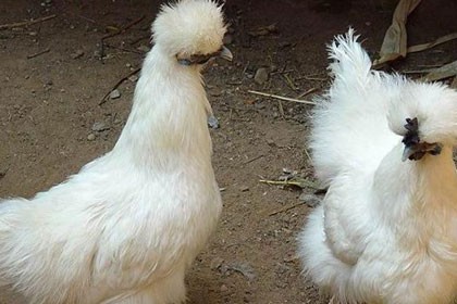 新疆脫溫雞苗出售，新疆就找四川億鑫和家禽育種