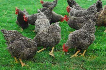 克拉瑪依九斤黃雞苗批發，成本低廉，獲利高