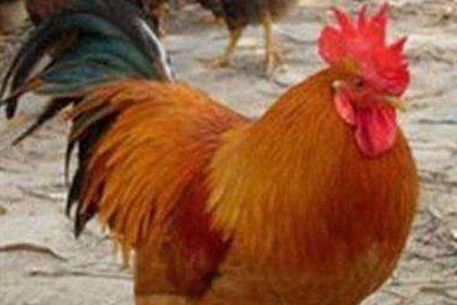 都江堰市九斤黃雞苗養殖場，飼養成本低，肉質感好