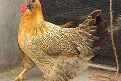 阿勒泰野雞養殖技術培訓，阿勒飼養成本低，泰野肉質感好