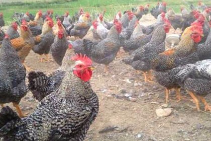 簡陽市九斤黃雞苗養殖場，營養價值高，獲得消費者歡迎